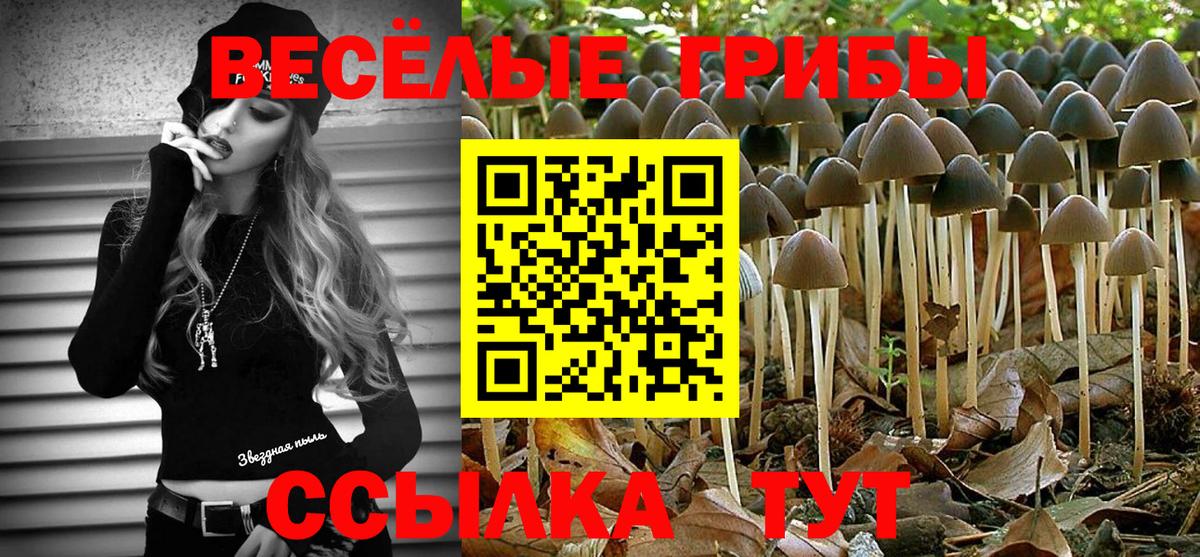 Псилоцибиновые грибы Psilocybine cubensis Гатчина